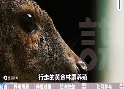林麝養殖，貴比黃金